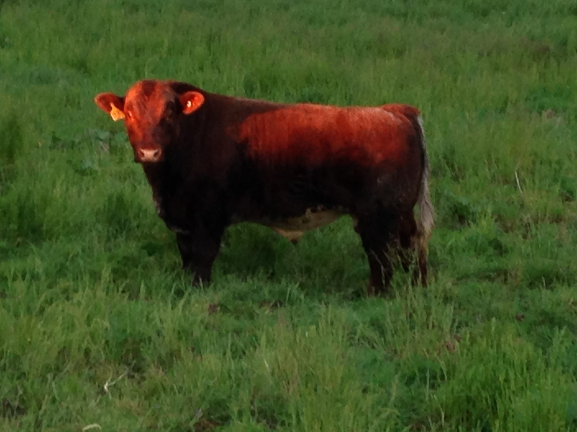 Conestoga Club Calves Quality club calves with soundness and longevity